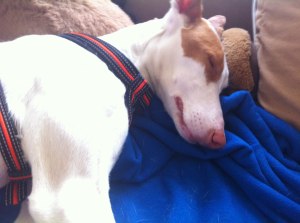 Lilly, spanischer Straßenhund, Podenco